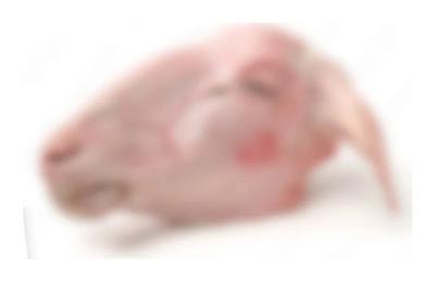 Bárány fej